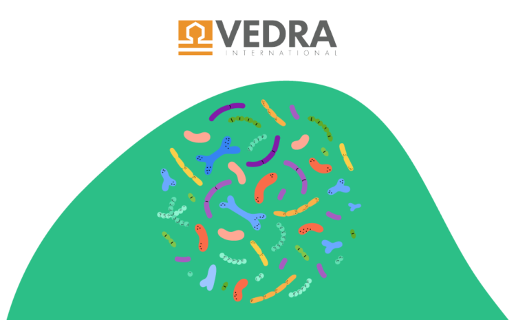  Date de logare – VEDRA_12 Decembrie 2024